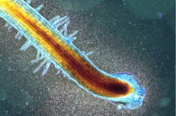 Sam Knowlton tweet media