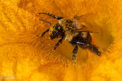 @VTEcostudies created the first comprehensive assessment of #Vermont bees! Tune in to the webinar tomorrow (11/17) to learn about their report, their findings, and which bee species are at highest risk Register⬇️ vtecostudies-org.zoom.us/meeting/regist… #bees #conservation #communityscience