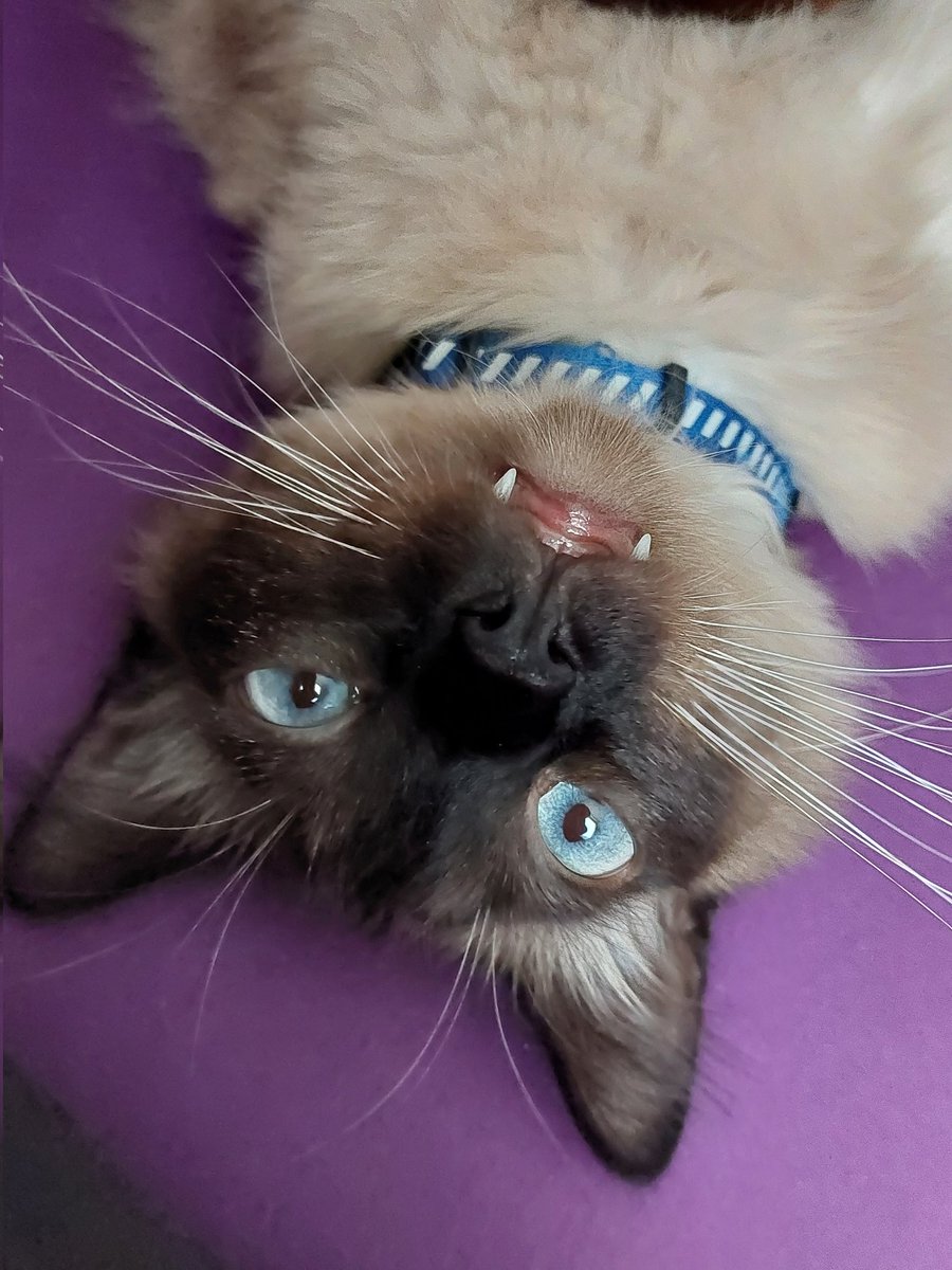 birdandbear's tweet photo. This dude right here 😁🥰 https://t.co/gHr7t4zwaN