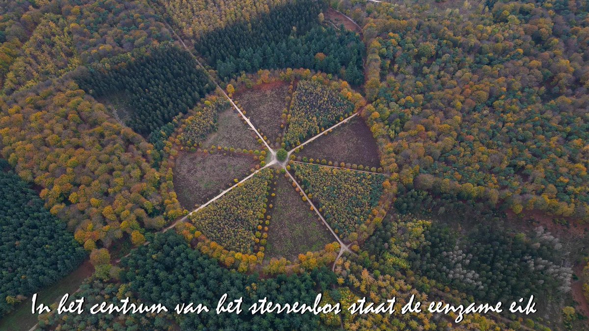RebergenA's tweet photo. Eenzame eik Amerongen 2022... https://t.co/QYPM1ImKB8