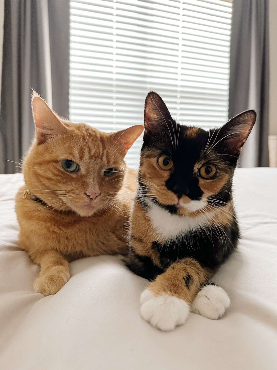camkoch1's tweet photo. Hello @elonmusk look at my cats. https://t.co/S8gtOXl2UX