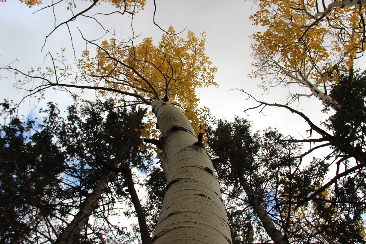 major_weather's tweet image. I decided to BRANCH out of my regular @cronkitenews assignment and write a digital story about how #climateclimate is impacting fall leaves. 🍂

Kinda FALLING for the unbe-LEAF-able Aspen trees in Flagstaff…

Lol ok I’m done. But the story is coming soon with @imsarablue!