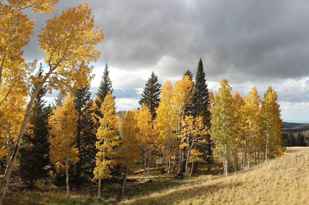 major_weather's tweet image. I decided to BRANCH out of my regular @cronkitenews assignment and write a digital story about how #climateclimate is impacting fall leaves. 🍂

Kinda FALLING for the unbe-LEAF-able Aspen trees in Flagstaff…

Lol ok I’m done. But the story is coming soon with @imsarablue!
