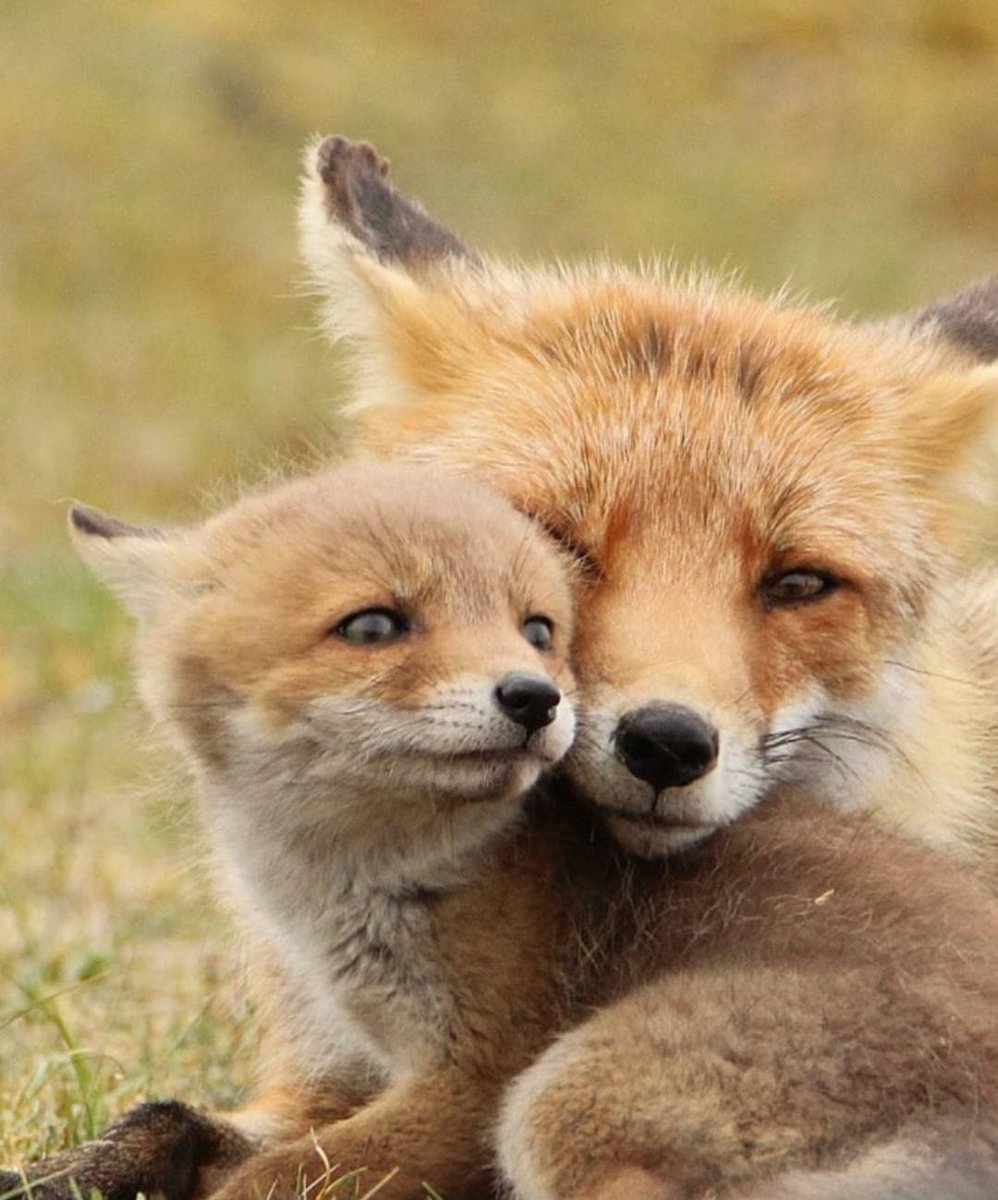 WikiFoxSpain__'s tweet photo. https://t.co/kgsFAvoJn0