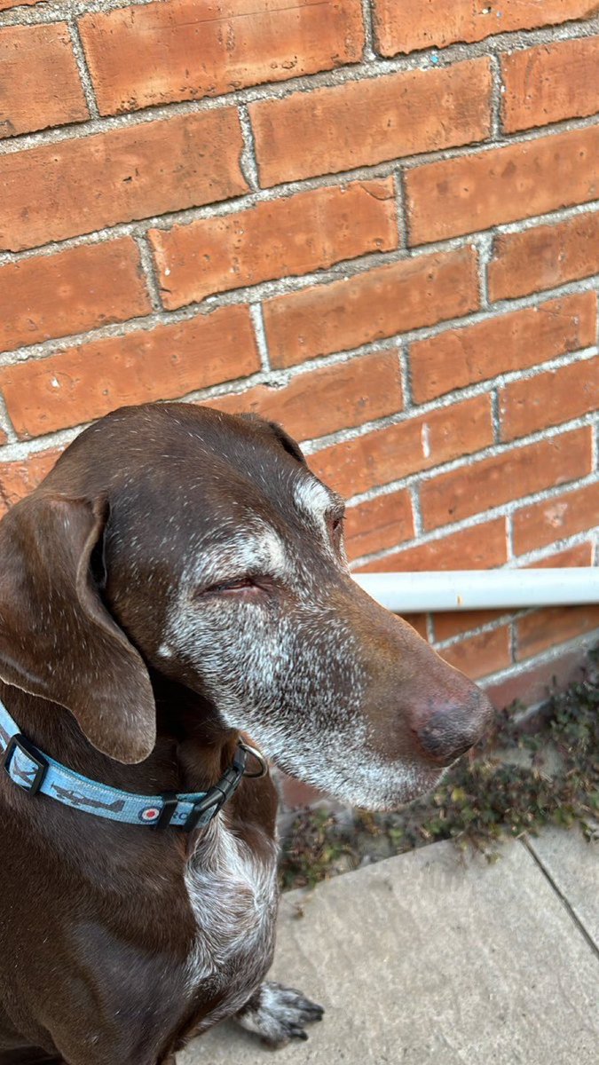 Nobody ever sees my tweets but hey ho I don’t have many followers. I’m watching my nearly 14 yr old dog come to the end of her life and it’s killing me. She’s had a good life but I’m 💔 pls someone out there share my pain. It’s broken me 🥲🥲