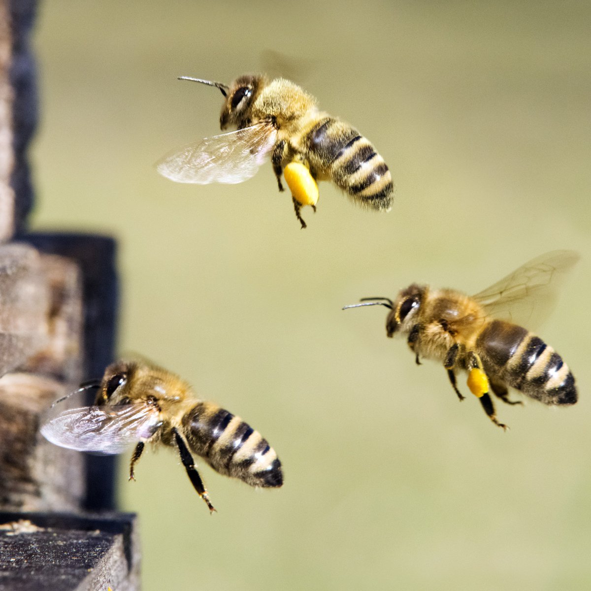TheBeeHealthCo1's tweet photo. This one is for the worker bees! π Several new job opportunities are on the bulletin board!
https://t.co/VwsXWExcQz
#beehealthcollective #bees #beekeeping #honeybees #beehealth #resources #jobs #funding #honey #almonds #pollination #helpbees https://t.co/5vMxtPyAmr
