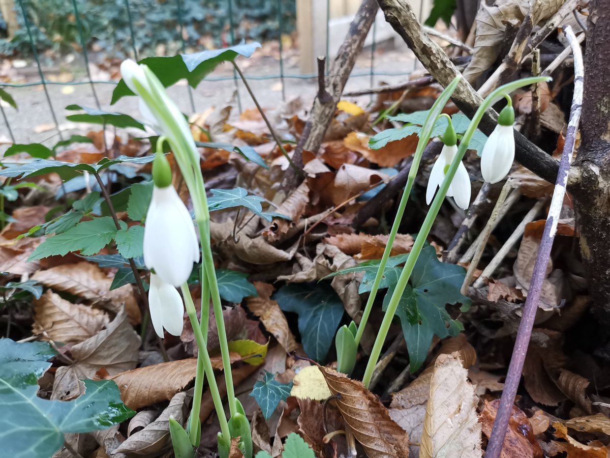 De #sneeuwklokjes zijn er weer. Voorbode van de lente. Mooi op tijd, ben wel klaar met de winter