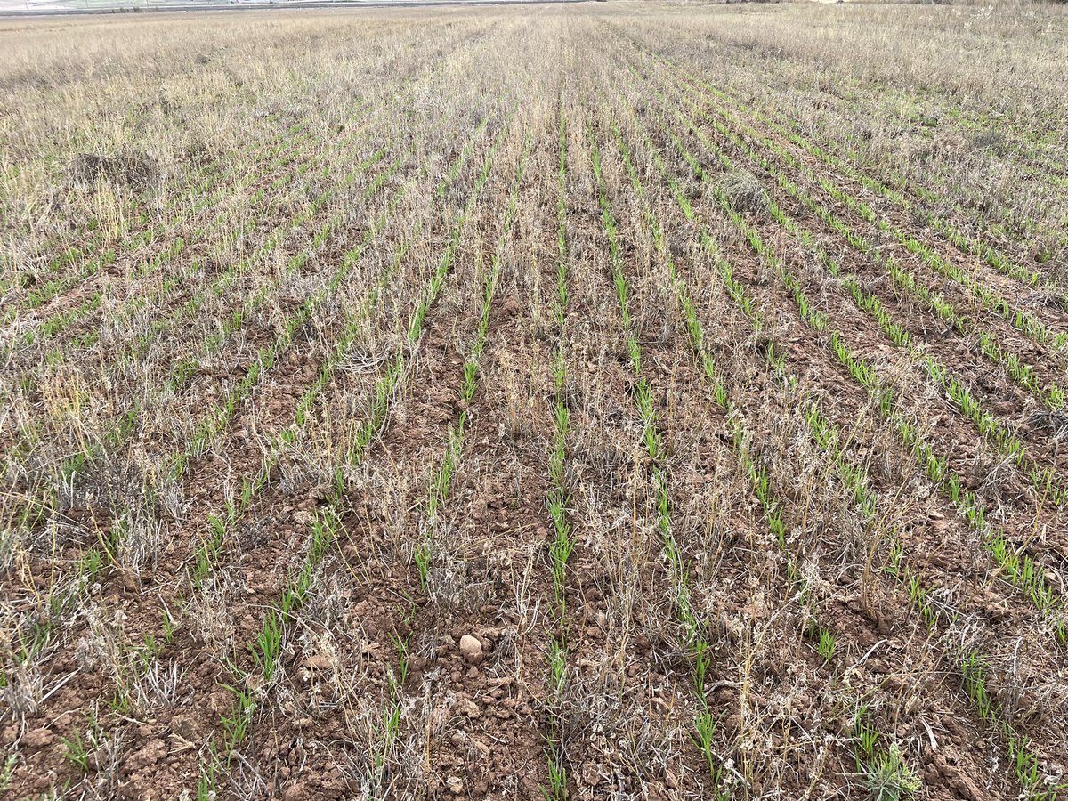 Después de siete años de Alfalfa en riego, ahora toca trigo en SD. Abonado localizado, semilla y abono en variable (VRC)

¡¡Hasta el final nadie es dichoso!!

✔️ Rotación
✔️ Siembra Directa 
✔️ Digitalización