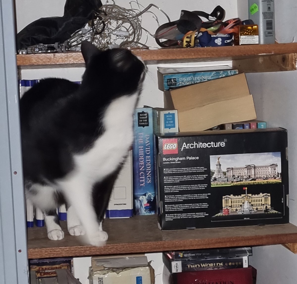 SQLintheWild's tweet image. Curiosity...