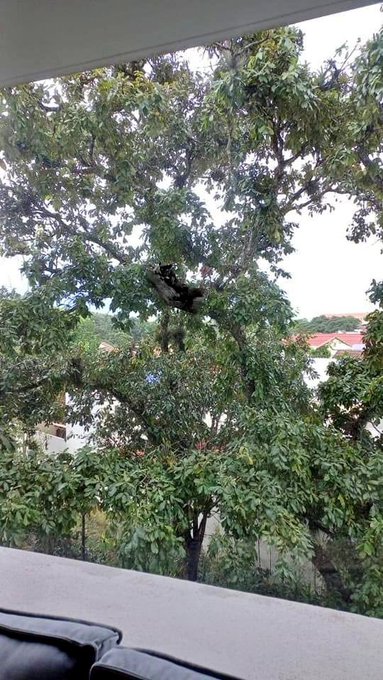 Captan a pantera deambulando por El Naranjo 