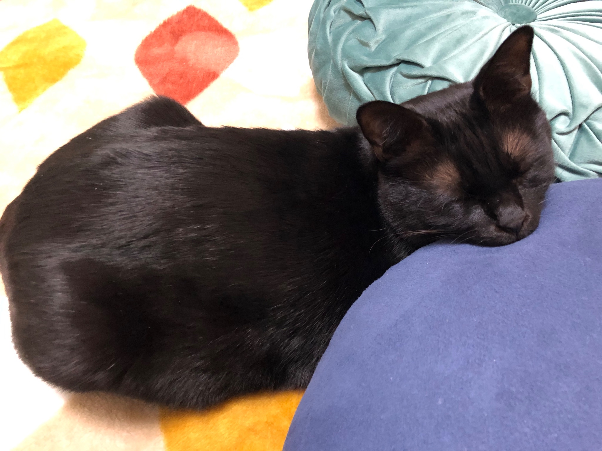 黒猫のジジ - Twitter Search / Twitter