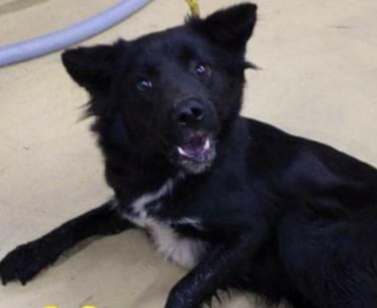 栃木県里親募集動物情報 Tochigisatooya Twitter