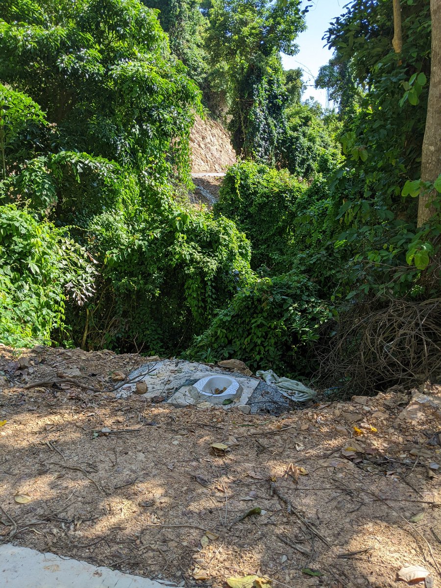 dr. caroline saul tweet media