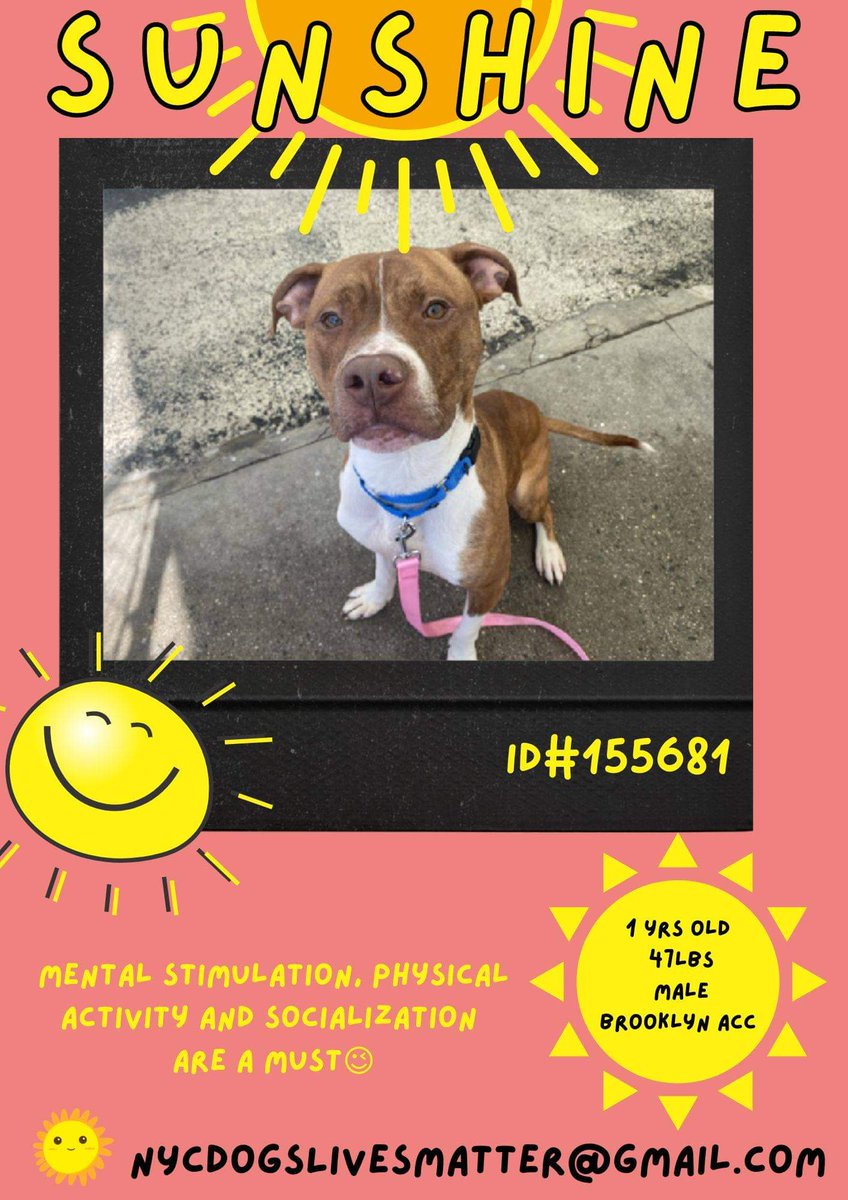NMBewitched's tweet photo. On a night just like this not long ago @ginachron & I would talk about the plight of #RedPits @NYCACC
So tonight, my Sunshine; I think of you. Of the hundreds lost in the years I have networked ACC 🐶
You are beautiful, loving & very social hopefully someone will see you, Save U https://t.co/NBQiGyPjiE