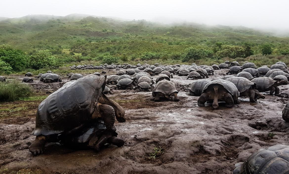 insiders_ec's tweet photo. In 1835, Charles Darwin settled in the #Galapagos Islands and for about two months he found and observed previously unseen endemic animal species. Among them were flightless cormorants and their famous giant tortoise. https://t.co/8FIA1TztGP