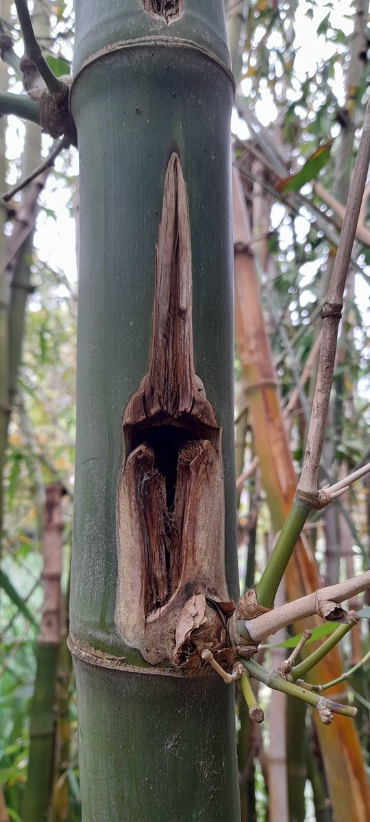 darren33570's tweet photo. Looking for some help for a struggling #bamboo stand. new shoots not developing and existing #Culms dieing back fom the tips. #disease #fungus #planthelp #bambusa #plants https://t.co/httrV4DS8H