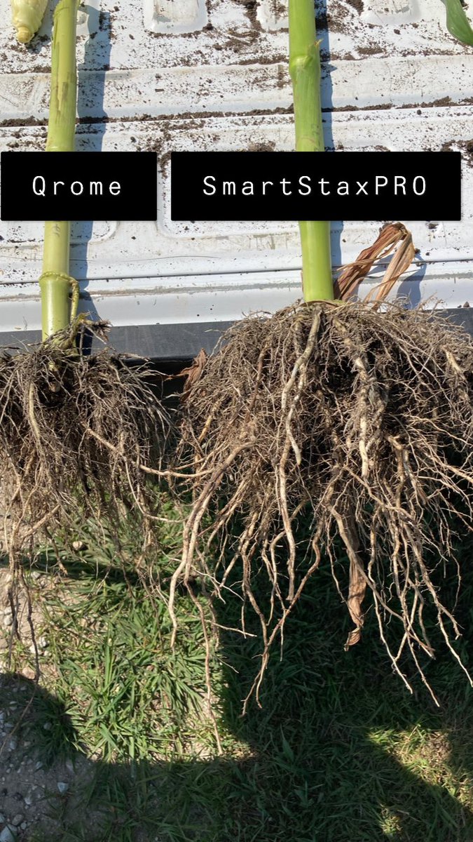 DKAS_IA's tweet image. We’re just gonna leave this one here to do all of the talking. Get the PROformance with SmartStaxPRO @BayerTraits 🌽💪#Bayer4IA #WinningHasRoots #SSPRO