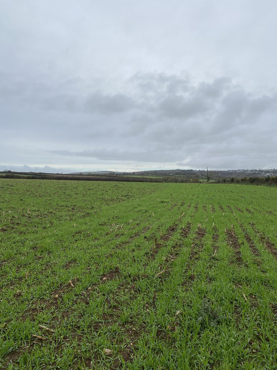 LauraAwdry's tweet photo. Informative day at the Duchy #FocusFarm event today hosted by Malcolm & Catherine Barrett. Hannah Jones from @FarmCO2Toolkit went through the maize trail results, different establishment methods, DD, Sumo, Plough and relative yields and soil health indicators. #SoilHealth https://t.co/x3fbavLhbW