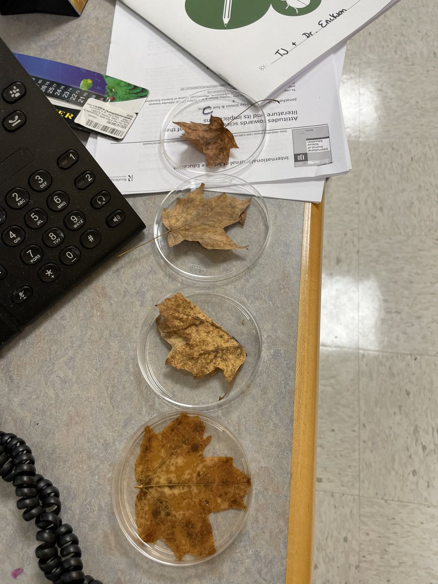 So back to the reality of writing yet another self study report.  But luckily, my first grade scientist friend, who has set up an investigation on what will happen to these leaves if left on my desk.  He noticed all sorts of cracks and that they were getting smaller.