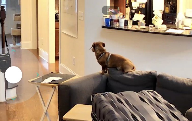 Spouse got a camera to check on the animals while we’re out and Spike sits on the back of the couch looking at the door and now I can never leave the house again 😭