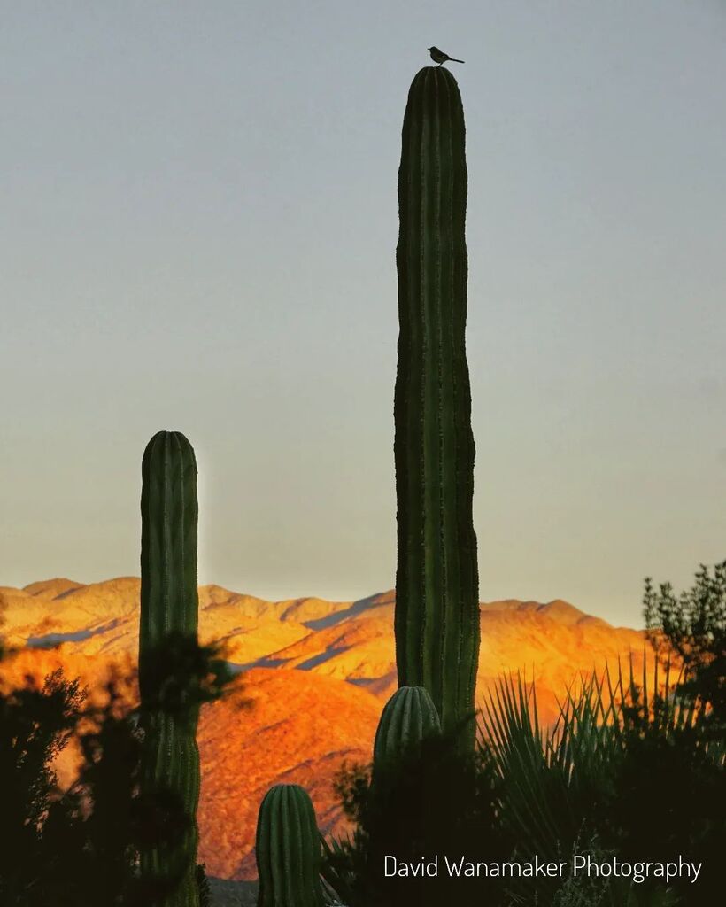 Solitary lookout. #palmsprings #cactus #sunsetsky #desert #sillouette #roadtrip #travelusa #captureusa #earthfocus #earthpics #california #californiadesert #redhills #instagramphotos #instascenery #desertlife instagr.am/p/ClCZv0BvPcs/