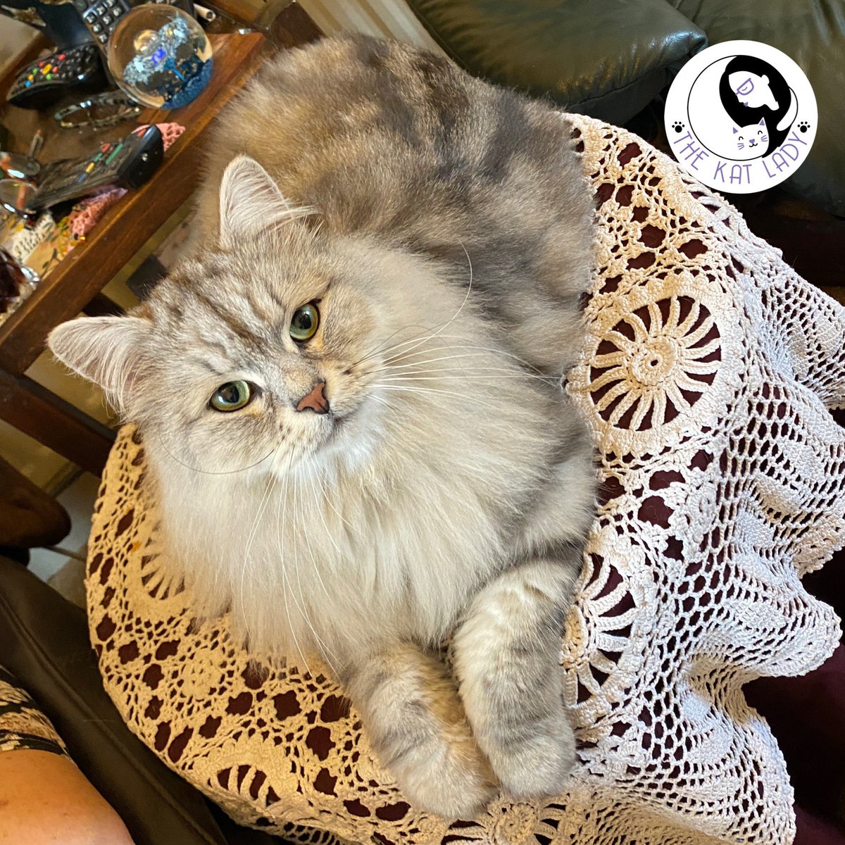 Splendid Sultan the Siberian after his groom today. He choose dried valerian root afterwards and went completely bonkers! I’ve loved working with him the last couple of years 😍 #catsoftwitter #catgroomer #siberiancat #cats