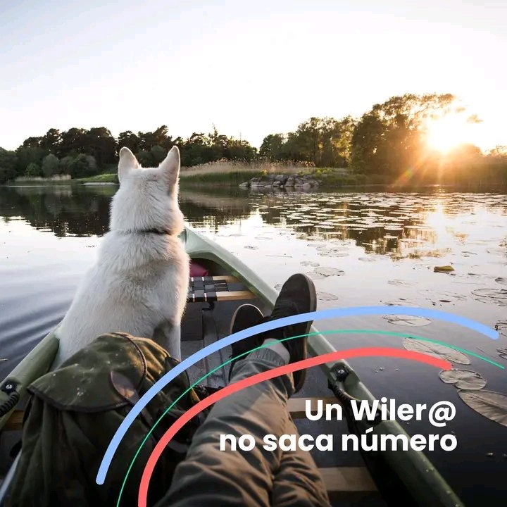 Wilobank tweet media