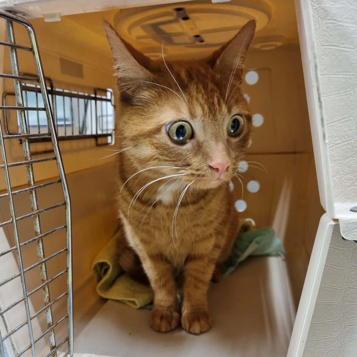 Meisjes met rooie haren
Deze knappe rooie met chip, maar helaas weer niet geregistreerd, liep in de buurt van de #Jumbo al een aantal dagen verloren rond. Opgehaald bij DK #Kastelenstraat #Buitenveldert Wie mist haar? #Kat #Poes #Vermist #Gevonden #Goedemorgen