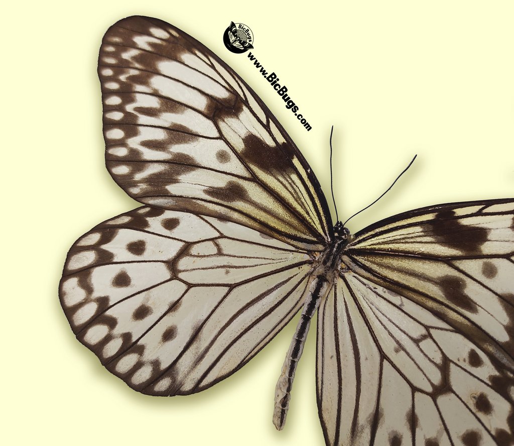 BicBugs's tweet photo. Idea leuconoe is a lovely black and white patterned butterfly with a wide wingspan. These butterflies can be found throughout Southeast Asia.
#butterfly #paperkitebutterfly #acnh #bugfacts #entomology #insectcollection #oddities #bugs #insects #nature #environment https://t.co/QqckkqLVna