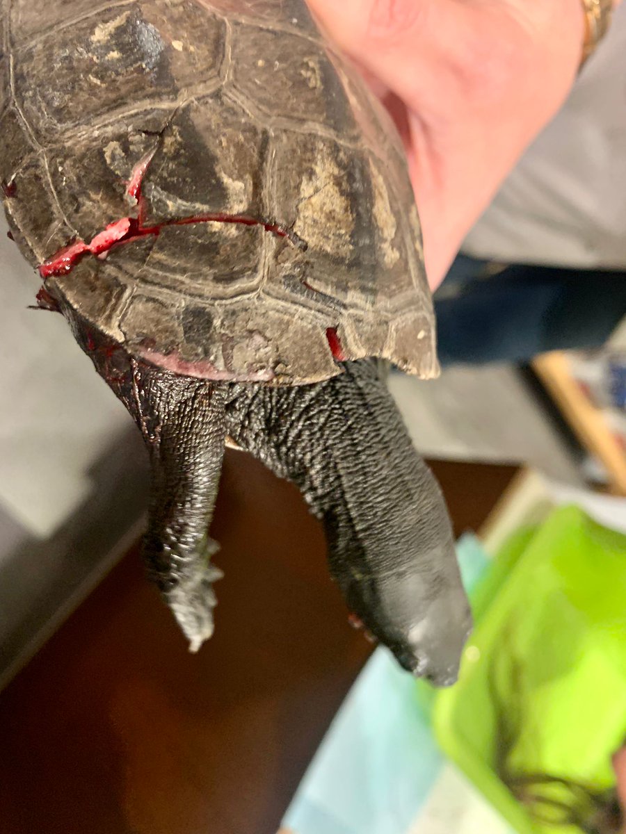 Ons hart breekt, Chinese Driekielschildpad op straat gevonden, bij DK Jordaan gebracht, door ons opgehaald en meteen naar Rob <a href="/112animal/">Stichting Dierenhulpdienst NL / Reptielenopvang</a> Reptielenopvang gebracht. Hij heeft al een bakje soda klaarstaan om te ontsmetten. Gaat goed komen heeft hij ons beloofd, wordt vervolgd...