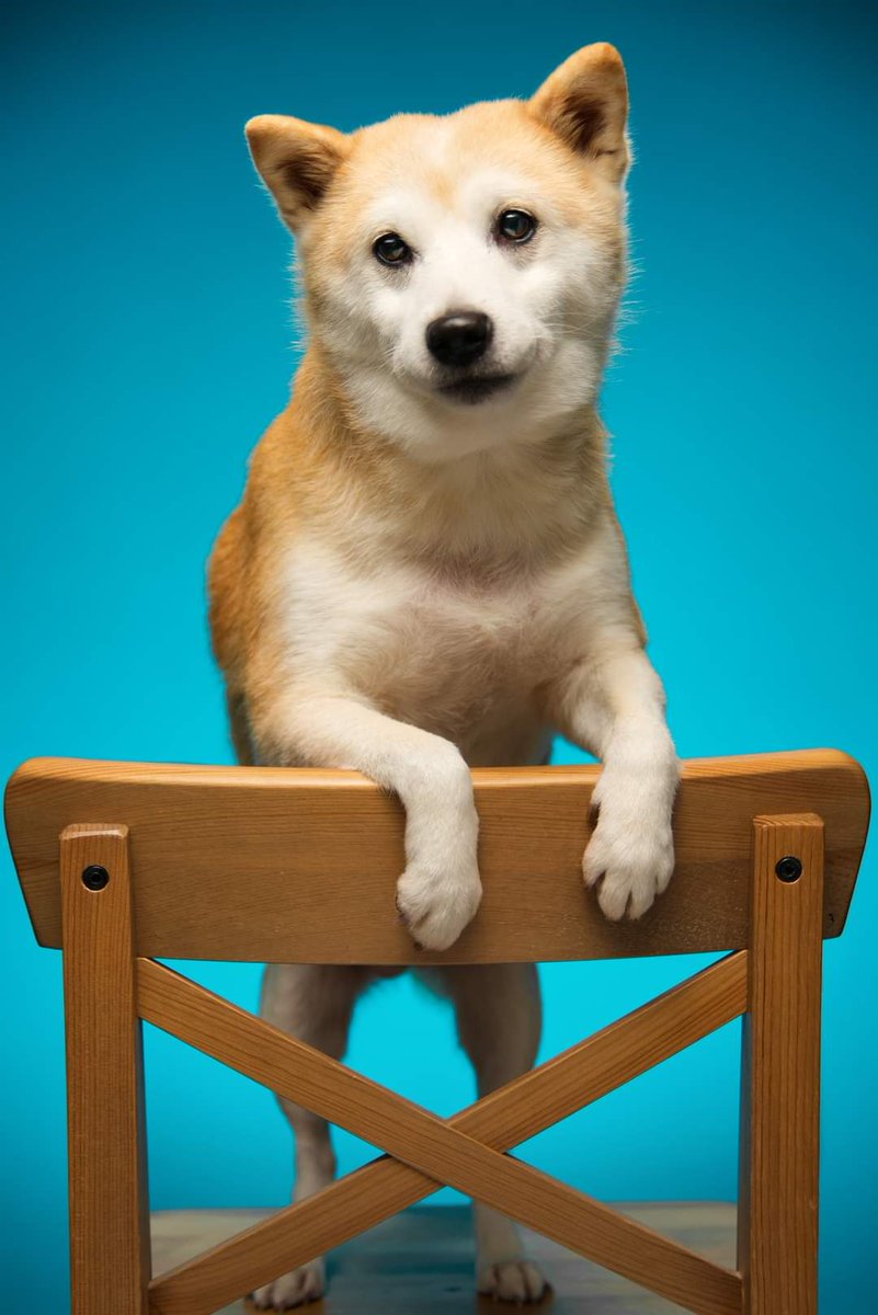 Friedeggstudios's tweet image. Happi #shiba #shibainu #dog