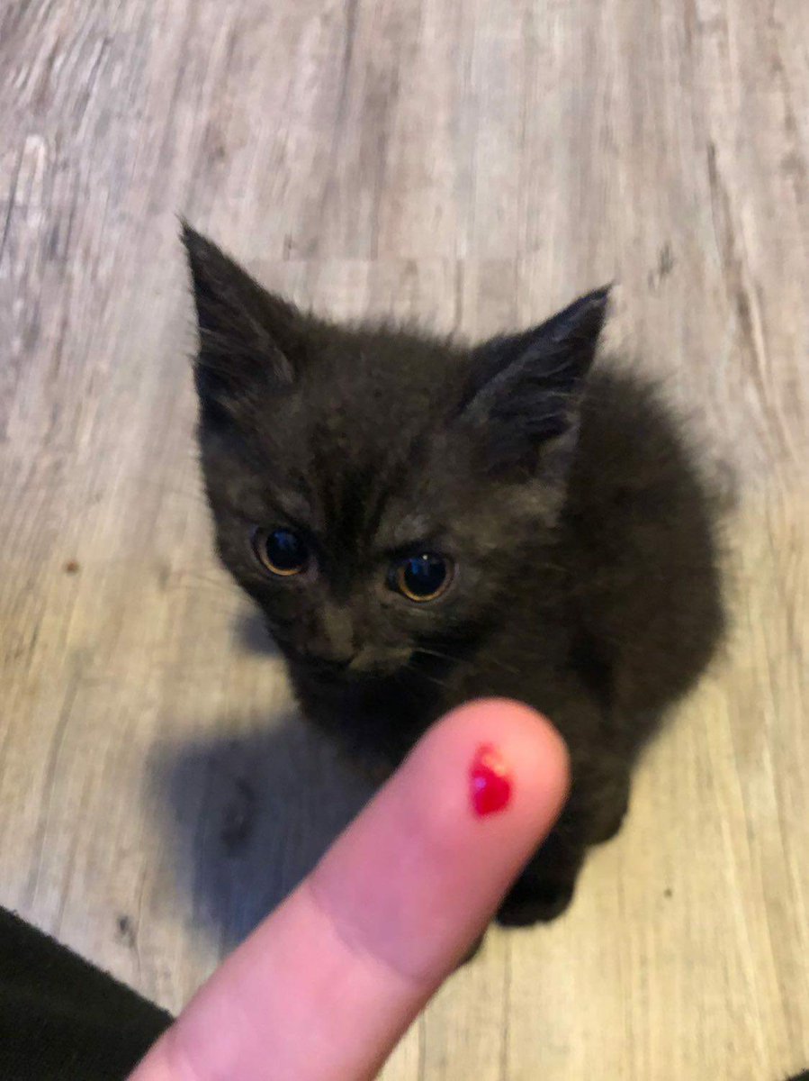DaftyFolfo's tweet photo. This is every single one of ya:
"I'm not cute. Imma bite ya" https://t.co/K4AZP13Pwr