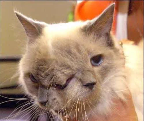 左に三つ目猫ちゃんがおりますやん！  