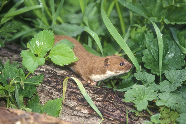 The smallest carnivore on earth, the weasel (Mustela nivalis), pound for pound has a higher bite force than a lion, tiger or polar bear. GWCT's Megan Lock tells us more about this unparalleled predator.
Photo by David Mason
gwct.org.uk/wildlife/speci…