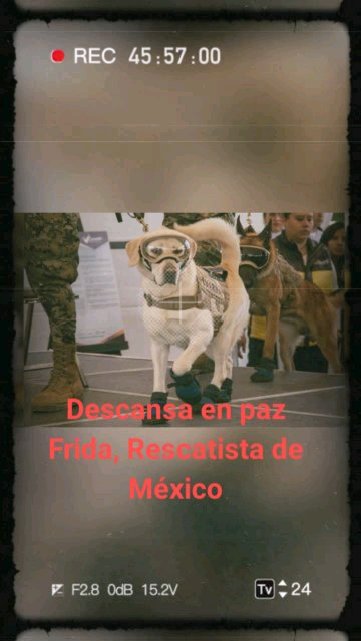 Chema Rod:#compa&ntilde;erodivertido #picopico #MisfavsDeAdolescencia #caramagica #UseUsoYUsare  https://t.co/fFPkjsU2Ph<a href="/tag/compa%C3%B1erodivertido"class="tags">#compa&ntilde;erodivertido</a><a href="/tag/picopico"class="tags">#picopico</a><a href="/tag/misfavsdeadolescencia"class="tags">#MisfavsDeAdolescencia</a><a href="/tag/caramagica"class="tags"><span>#caramagica</span></a><a href="/tag/useusoyusare"class="tags"><span>#useusoyusare</span></a>