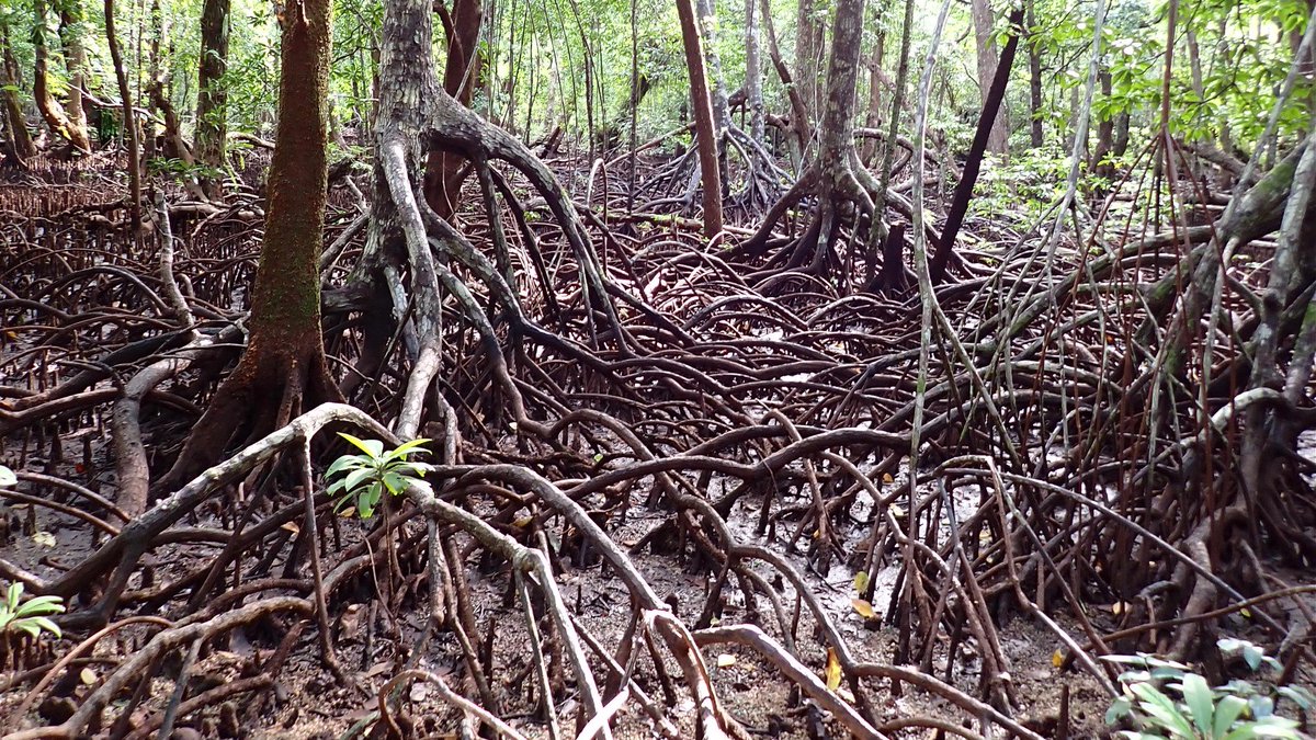 在パラオ日本国大使館（Embassy of Japan in Palau） on Twitter 