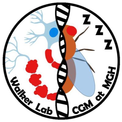 WalkerLabMGH's tweet image. #NewProfilePic We have a new lab logo designed by research fellow Torrey Mandigo! He perfectly captured both research sides of the lab! I’m sure you’ll see it popping up in more places soon!