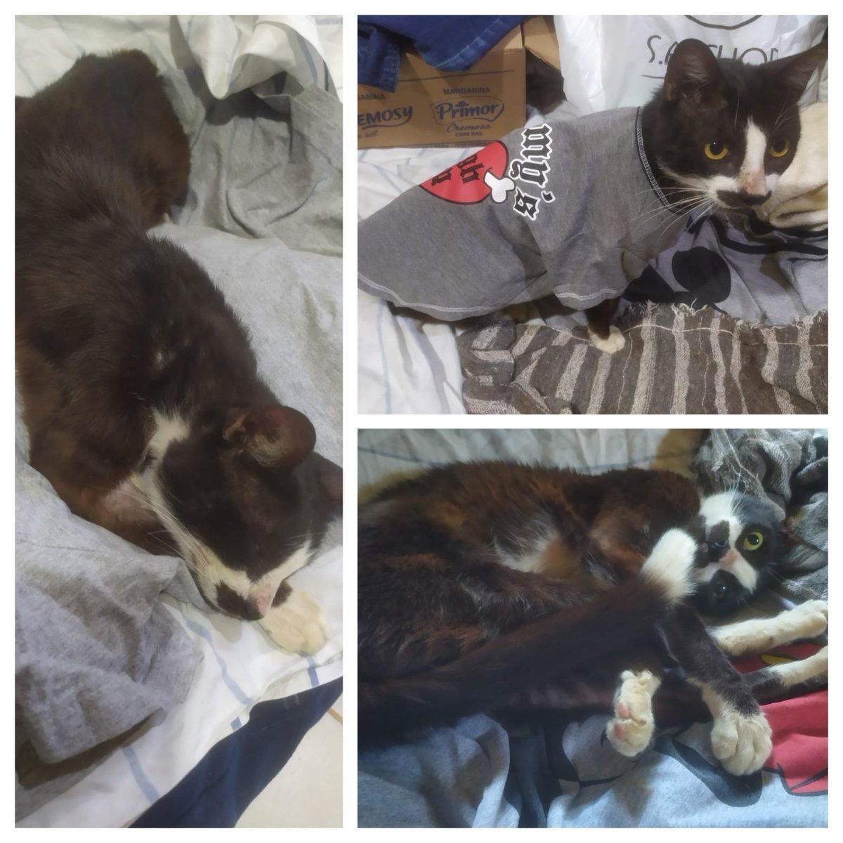 Alex190607's tweet photo. Rescaté a este gato en CDE, tiene Fiv, necesita ser adoptado con mucho amor, si tengo un veterinario que me ayude, porque el lunes saldré para Bahía y está sufriendo sin éxito.@Danymacica @FigueJuanma @interior1912 @Debora36891007 @MiguelPrietoCDE @PabloCCenturion @odbordon https://t.co/E01ZMuZaSZ