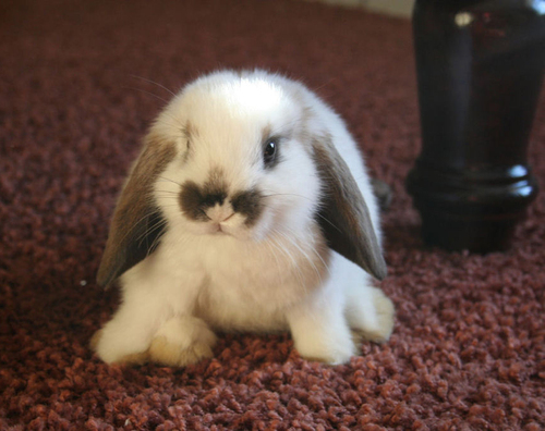 RabbitEveryHour's tweet photo. https://t.co/0oPeQHSmtx