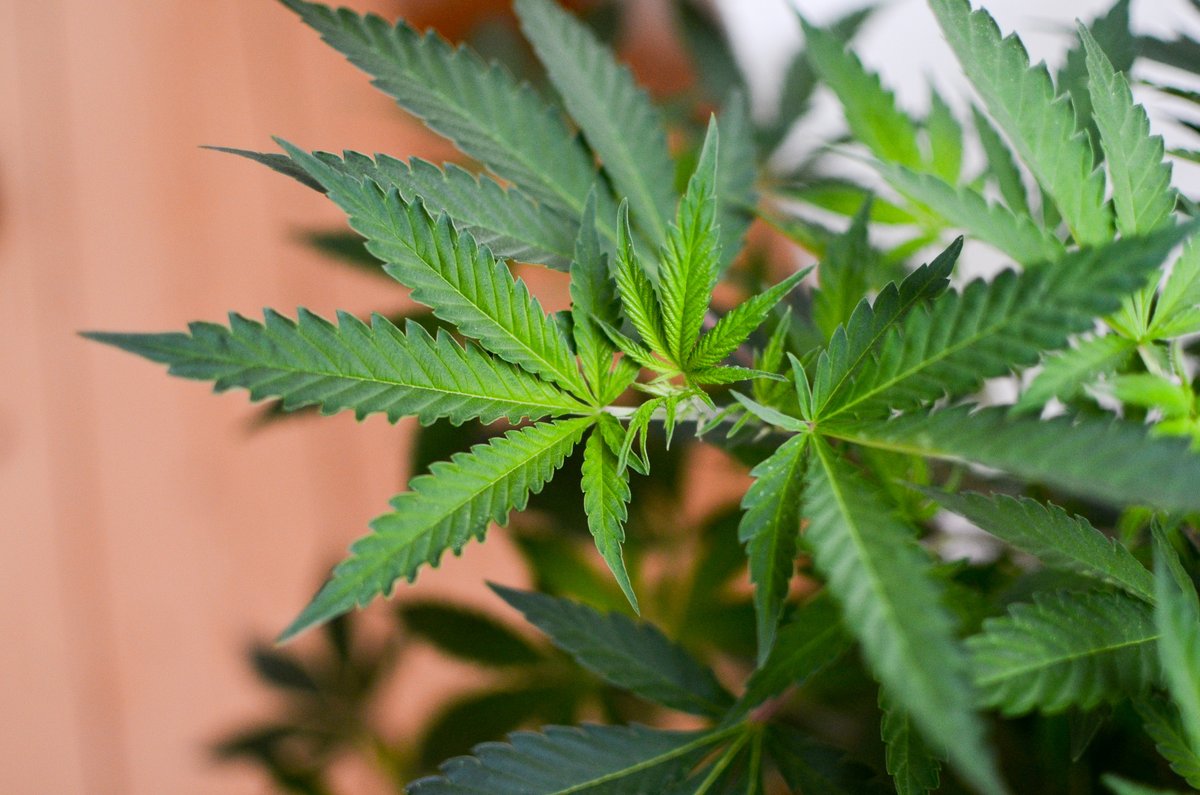 tomangell's tweet photo. BREAKING: The U.S. Senate just approved a House-passed marijuana research bill—marking the first time in history that standalone cannabis reform legislation has ever been sent to the president's desk.

https://t.co/ggubMUe1wt https://t.co/Up3RunpIxM