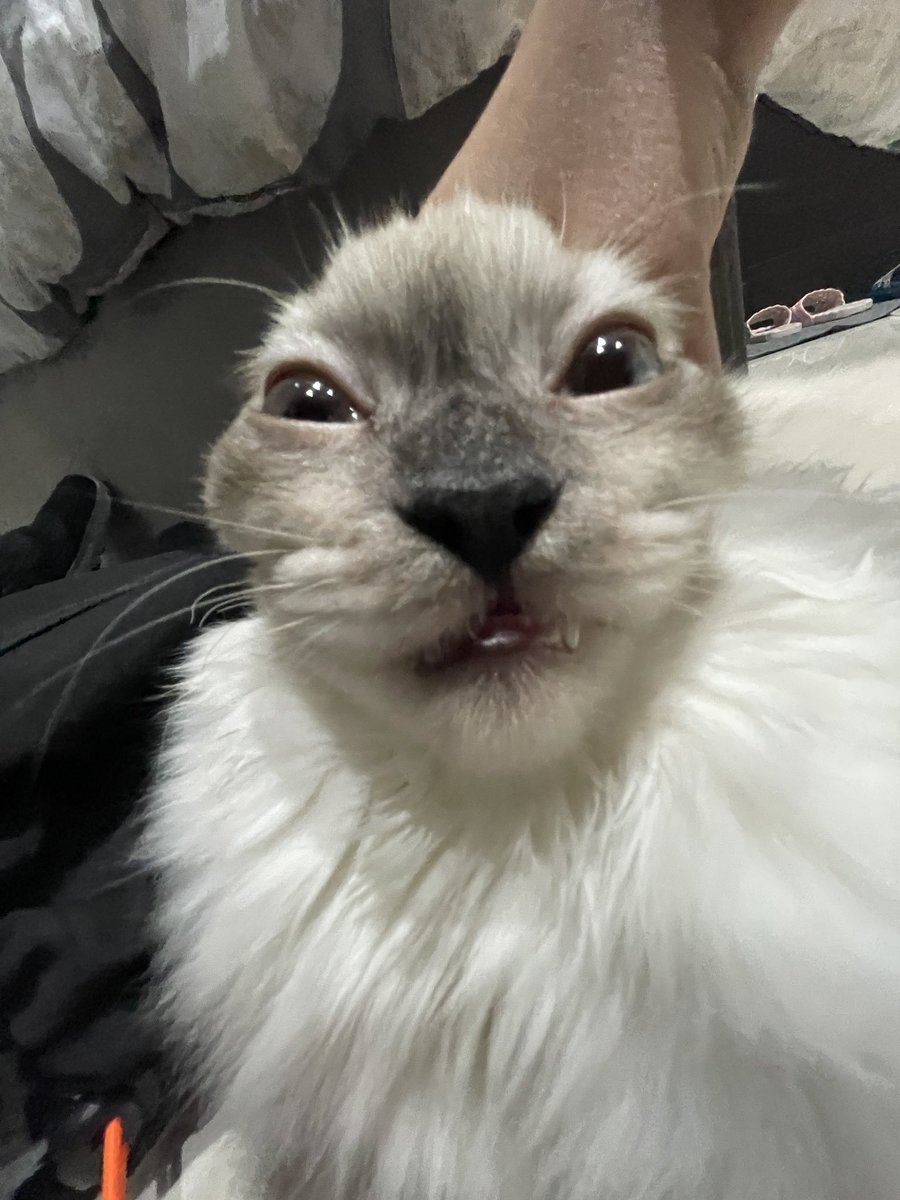 CatsHeld's tweet photo. https://t.co/nRigdkSgkr