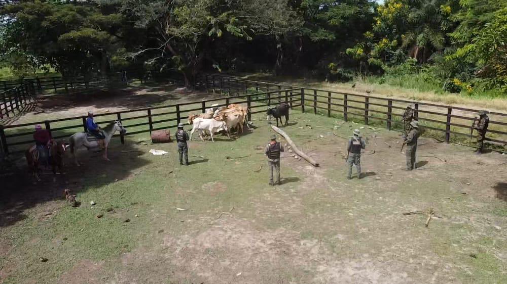 dhernandezlarez's tweet photo. En labores de patrullaje, FANB localiza en el estado Bolívar, en la Operación Roraima, 43 cabezas de ganado en poder del grupo delincuencial armado Las 3R, y lo devuelve a sus legítimos dueños luego de comprobar su titularidad. https://t.co/HISYMdif06