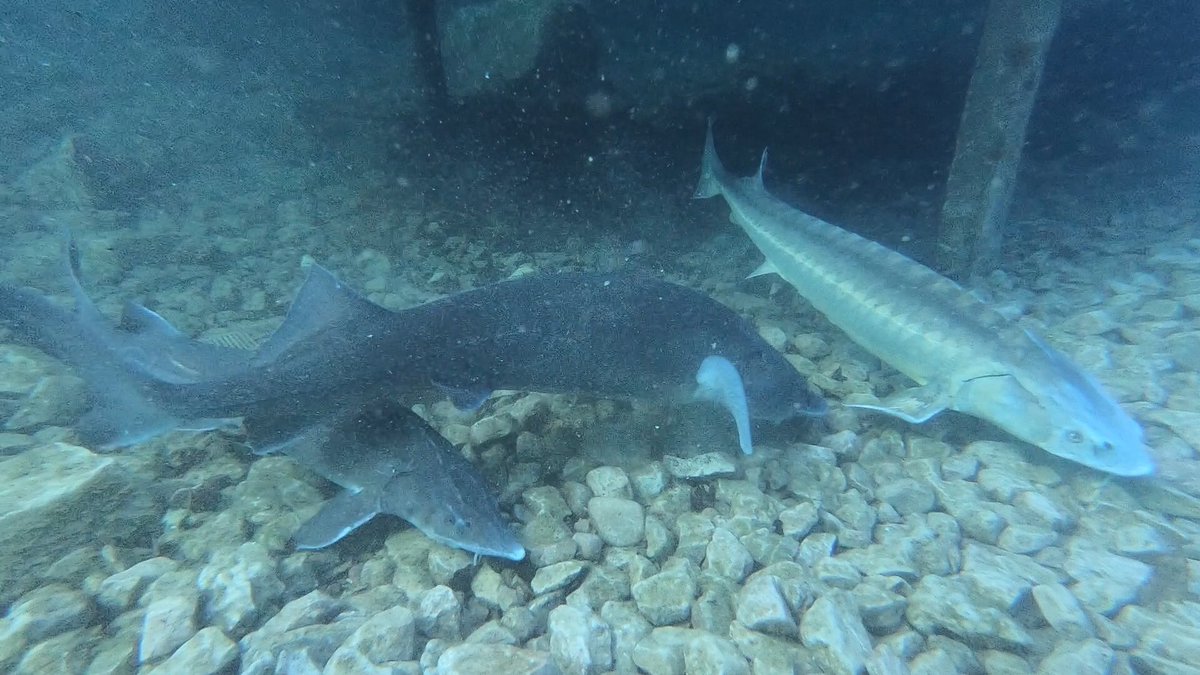 Scubanuts3's tweet photo. Capernwray has come fantastic fish life on offer - sturgeon, trout, perch, roach and carp!  Another reason to join and come along on our club day!   #scubanuts #northamptonscubaschool #Capernwray #jackdawquarry #Northampton https://t.co/pE7NRSSeBU