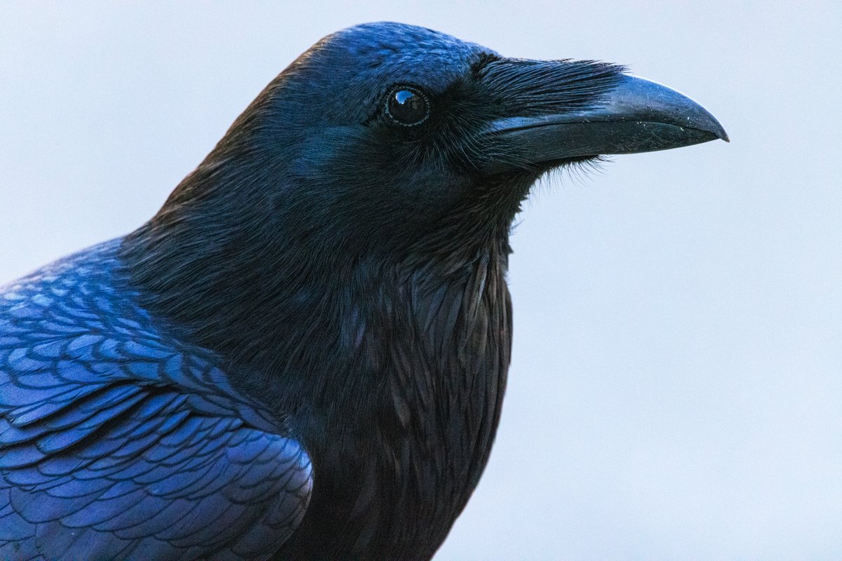 This raven and I shared a few moments today. Usually, they're pretty shy, so it was a surprise when they walked closer, despite the camera.