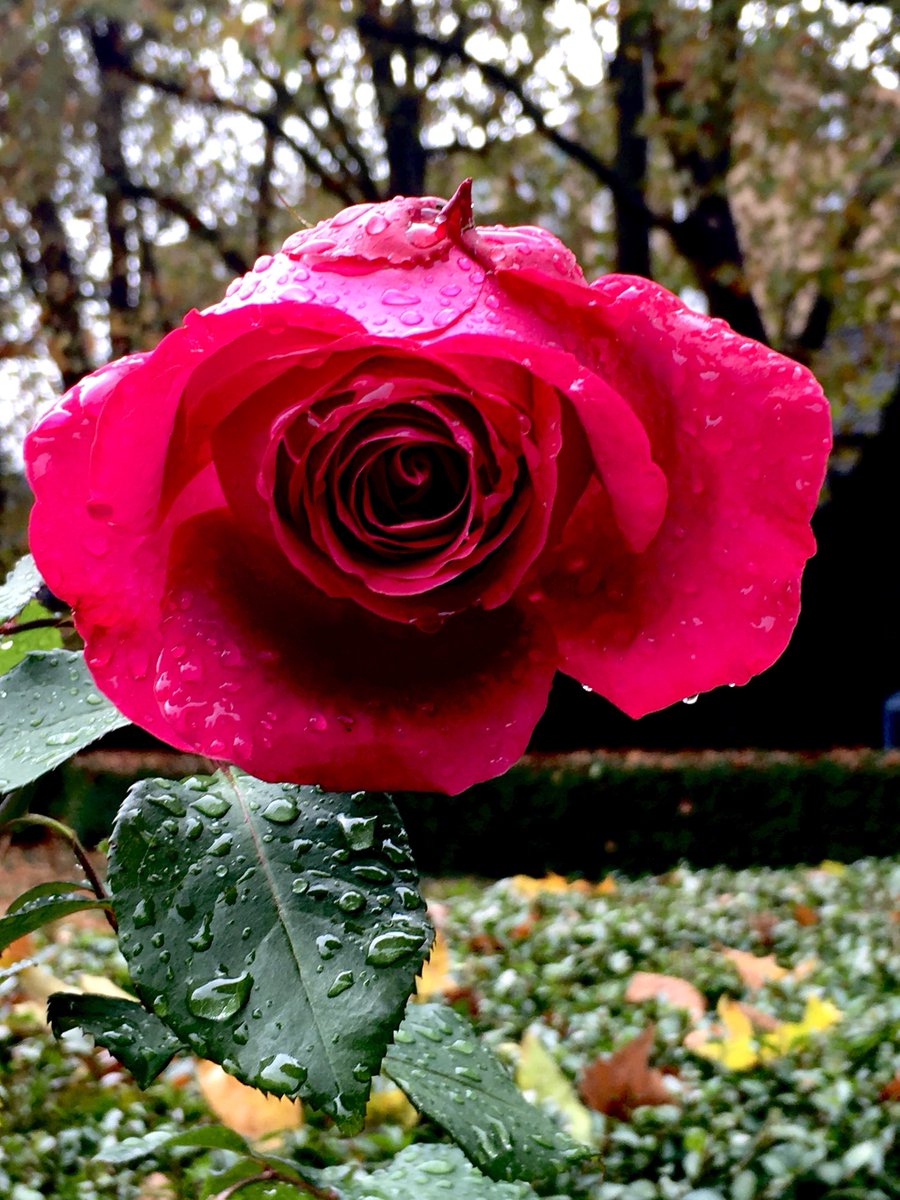 After the rains #powerful #beauty #loveyoualways #romanticflowers #roses #ceoriz_uk ©michicolor