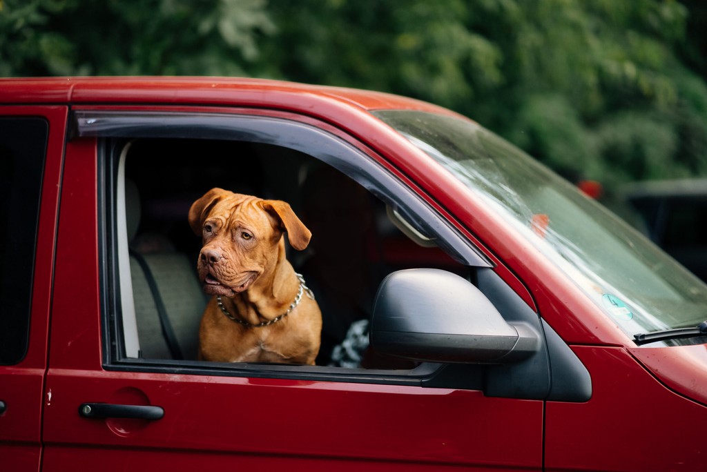 So, if you’re planning on transporting more than one dog to Las Vegas, be sure to factor in the cost of kenneling for each pet.

Read more 👉 citizenshipper.com/blog/how-much-…

#CitizenShipper #PetsofLasVegas #VegasPets #LasVegas