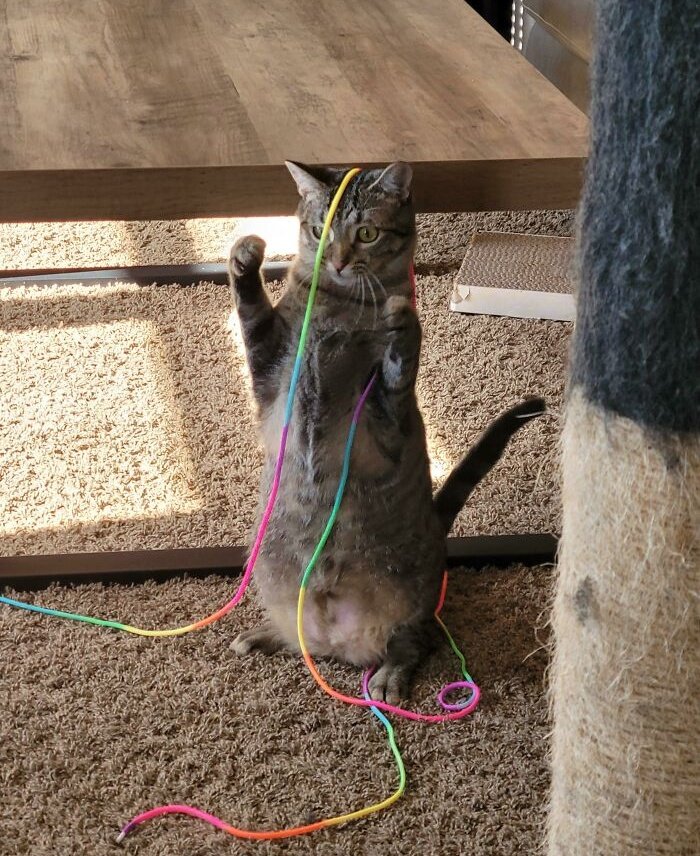 braincell.exe stopped working