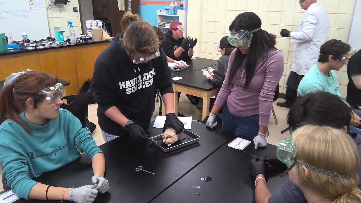 StacieFriebel's tweet photo. Anatomy students @HavelockHigh spent time this week learning about the human heart by dissecting pig hearts. They rock these hands on learning experiences! #studentengagement #HaveHeart #HavePride #HAVELOCK https://t.co/hcmwmvNij2