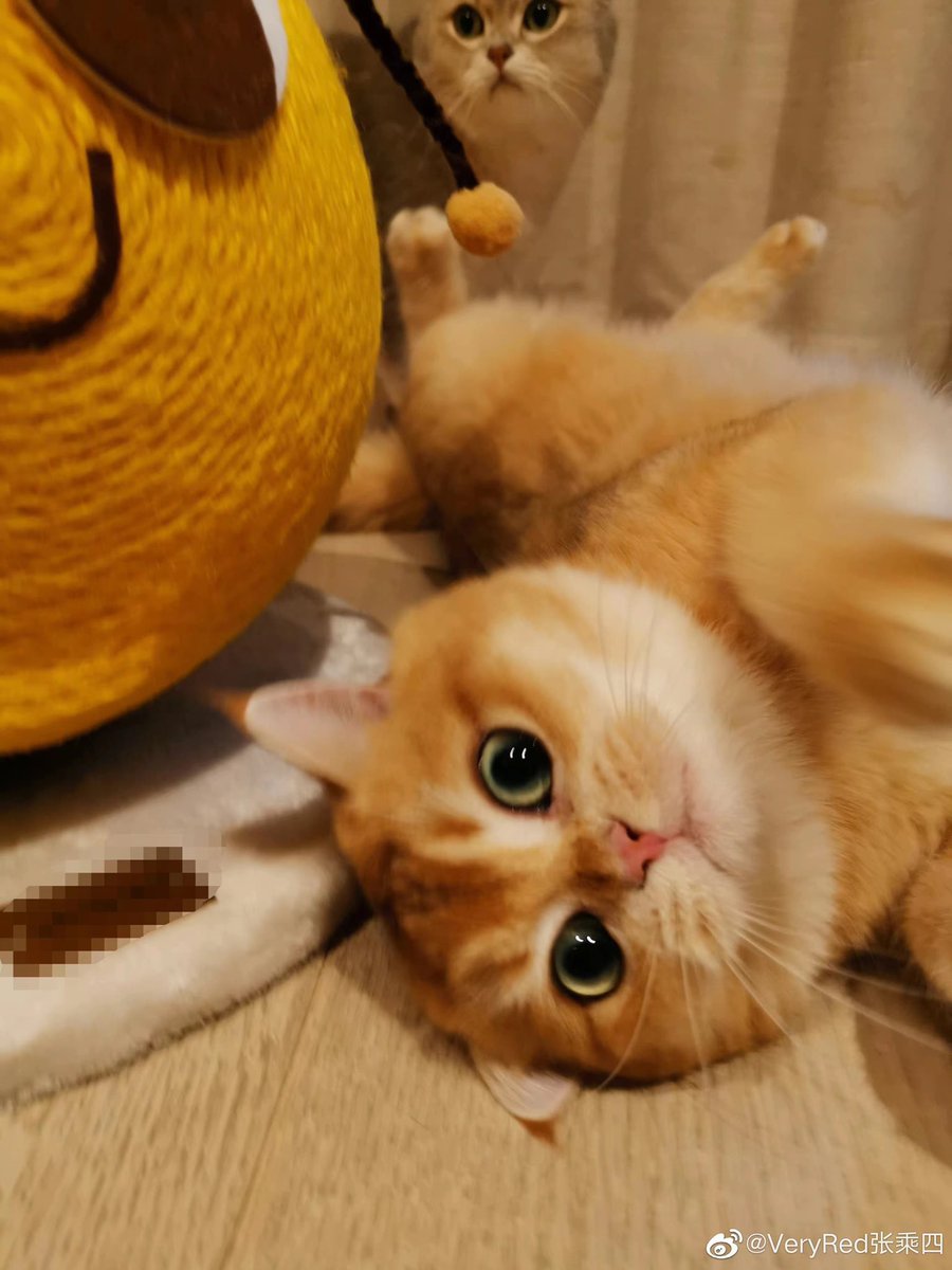 LayParaguay's tweet photo. 🐱221116 VeryRed张乘四 en Weibo con #Luobo y #Laosan
“Es el día 35 del grandline de papá, después de ver el programa, sin perritos calientes, sin tacos, lo echamos mucho de menos 😭”
#LAY #张艺兴 #Yixing #레이 #LayZhang #ZhangYixing @layzhang @lay_studio https://t.co/5fTE6pdsDN