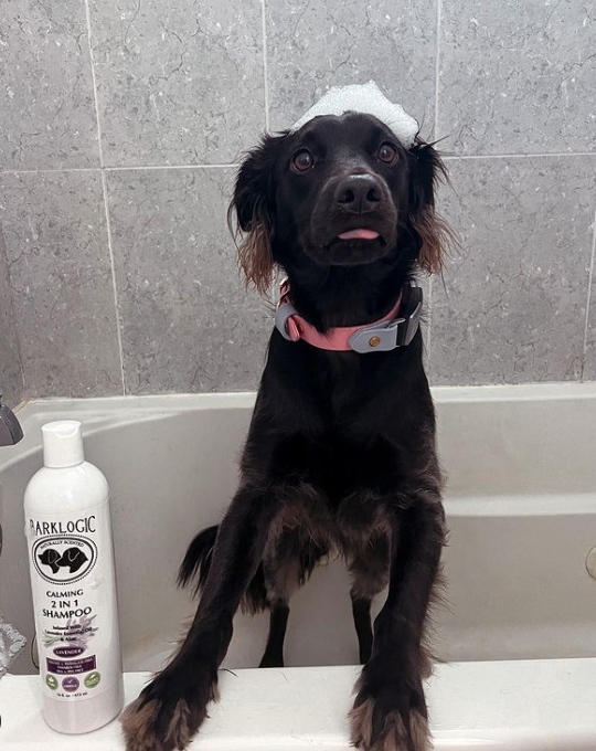 LogicProducts's tweet photo. Scrub-a-dub-dub @miss.milliee in the tub 🛁
.
.
.
.
#dogsofinstagram #dogsofinsta #igdogs #dogoftheyear #doty #barklogic #dogsofig #doglovers #rescuedog #rescuedogsofinstagram #floridadog #dogfeatures #dogsoftampabay https://t.co/ZdoZjPgbBP